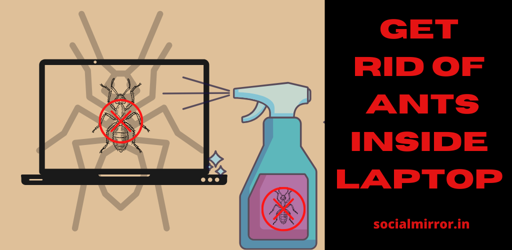 Ants Inside Laptop