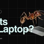 What is reason for ants in laptop