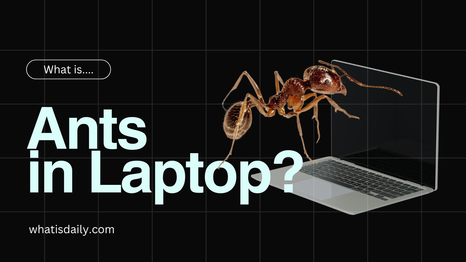 What is reason for ants in laptop