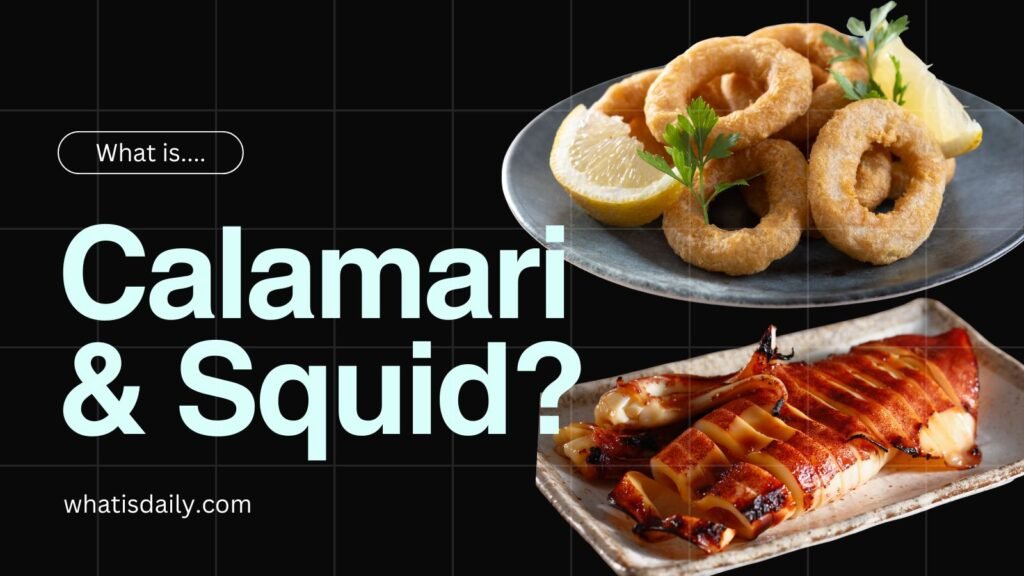 what is calamari calamri vs squid